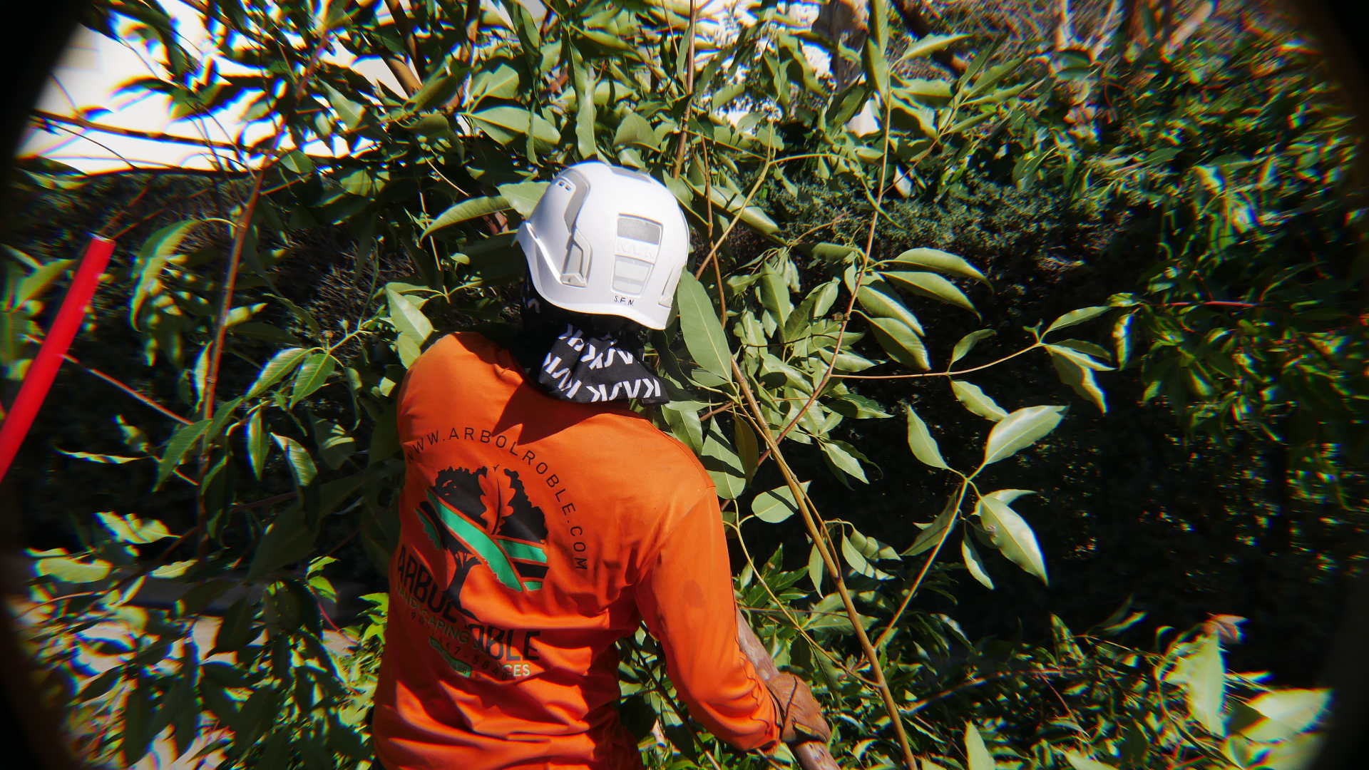 Do your trees need pruning?