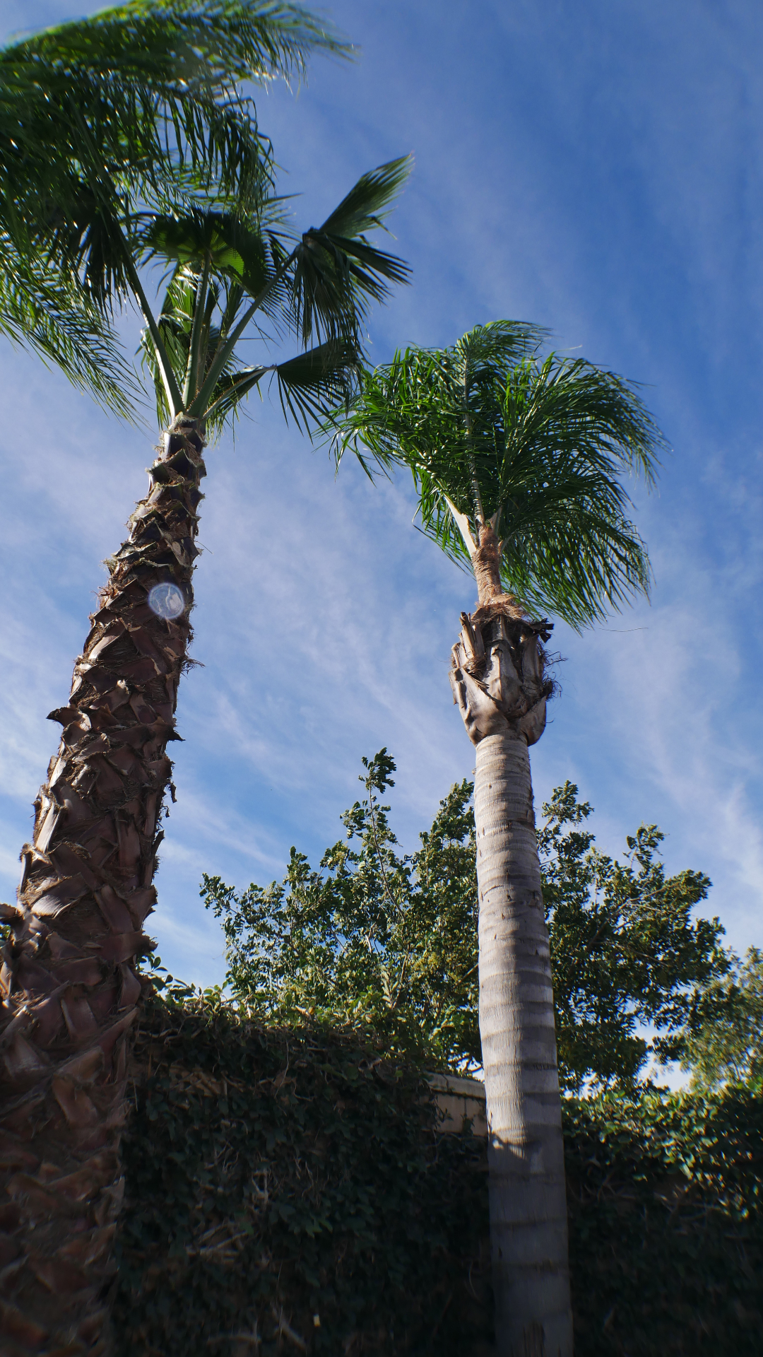 Tall palm trees