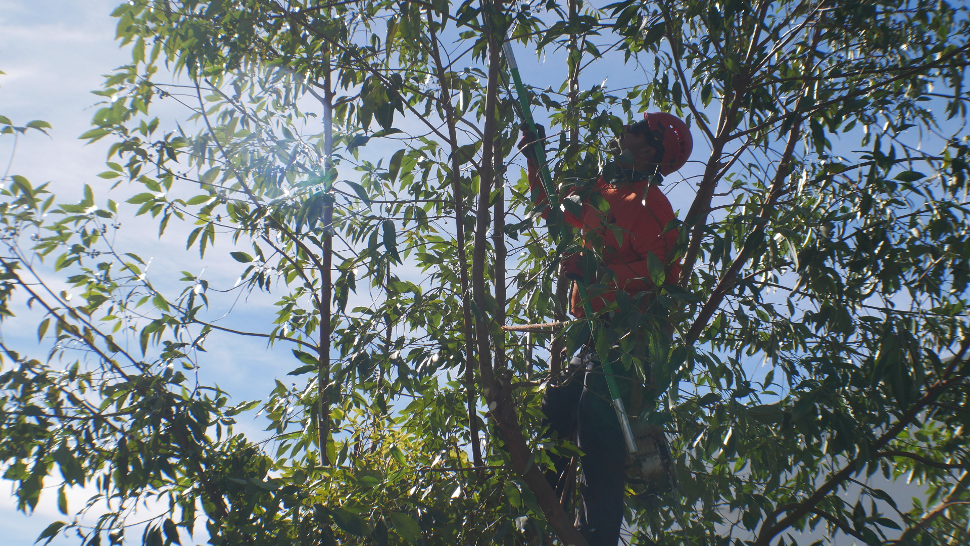 Tree Care